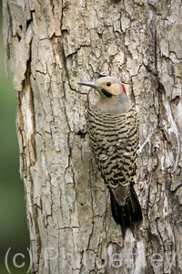 Northern Flicker