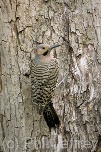 Northern Flicker