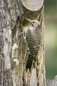 Northern Flicker