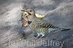 Northern Flicker