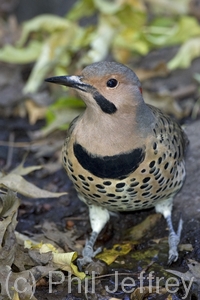 Northern Flicker