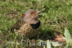 Northern Flicker