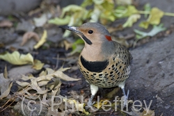 Northern Flicker