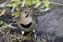 Northern Flicker