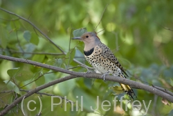 Northern Flicker