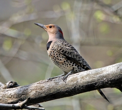 Northern Flicker