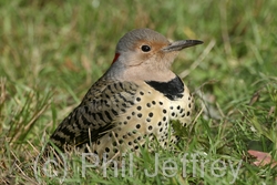 Northern Flicker