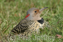 Northern Flicker