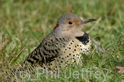 Northern Flicker