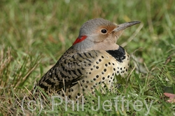 Northern Flicker