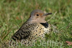 Northern Flicker