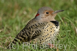 Northern Flicker