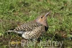 Northern Flicker