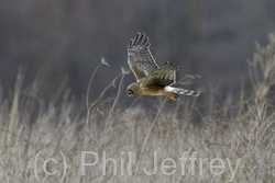 Northern Harrier