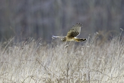 Northern Harrier