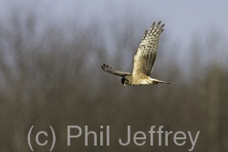 Northern Harrier