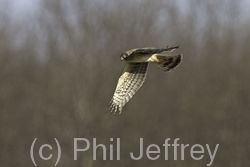 Northern Harrier