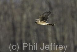 Northern Harrier