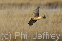 Northern Harrier