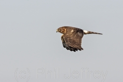 Northern Harrier