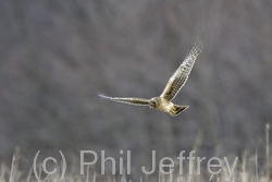 Northern Harrier