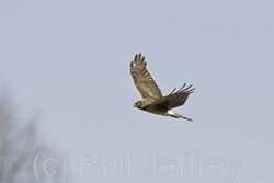 Northern Harrier