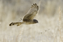 Northern Harrier