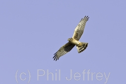 Northern Harrier