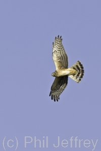 Northern Harrier