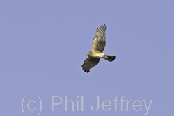 Northern Harrier