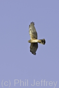 Northern Harrier