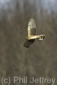 Northern Harrier