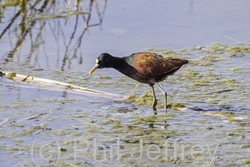 Northern Jacana
