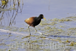 Northern Jacana