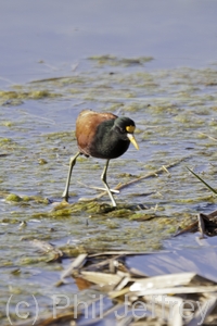 Northern Jacana