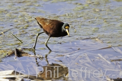 Northern Jacana