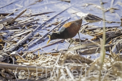 Northern Jacana