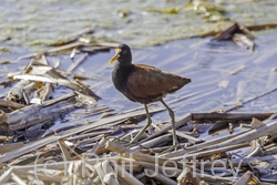 Northern Jacana