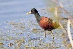 Northern Jacana