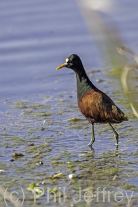 Northern Jacana