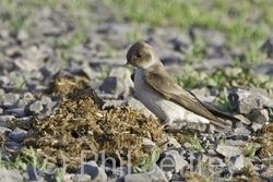 Northern Rough-winged Swallow