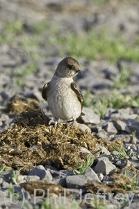 Northern Rough-winged Swallow