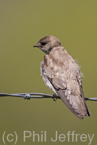 Northern Rough-winged Swallow