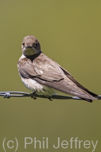 Northern Rough-winged Swallow