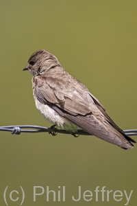 Northern Rough-winged Swallow