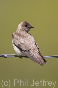Northern Rough-winged Swallow