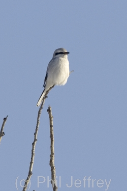 Northern Shrike