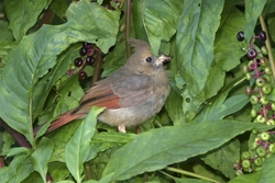 Northern Cardinal