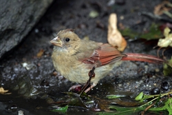 Northern Cardinal