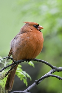 Northern Cardinal